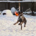 Дрессировка собак в питомнике Hunting-dog