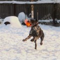 Дрессировка собак в питомнике Hunting-dog