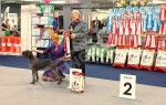 Собаки из питомника дратхааров и курцхааров Hunting-dog на выставке