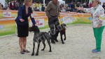 Собаки из питомника дратхааров и курцхааров Hunting-dog на выставке