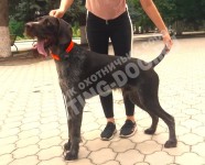 Новый гость в нашем питомнике. Взрослый дратхаар Алтай