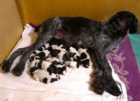 В питомнике родились 10 щенков дратхаара: 4 девочки и 6 мальчиков