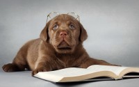 Книги о дрессировке собак