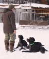 Дрессировка дратхааров в питомнике Hunting-dog