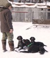 Дрессировка дратхааров в питомнике Hunting-dog