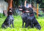 Дрессировка охотничьих собак в питомнике Hunting-dog