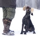 Обучение аппортировке в питомнике Hunting-dog