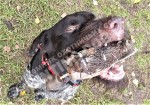Обучение аппортировке в питомнике Hunting-dog