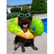 Обучение плаванию собаки