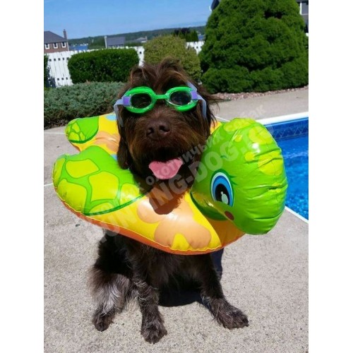 Обучение плаванию собаки