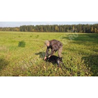 КРОВЯНОЙ СЛЕД КРОВЯНОЙ СЛЕД